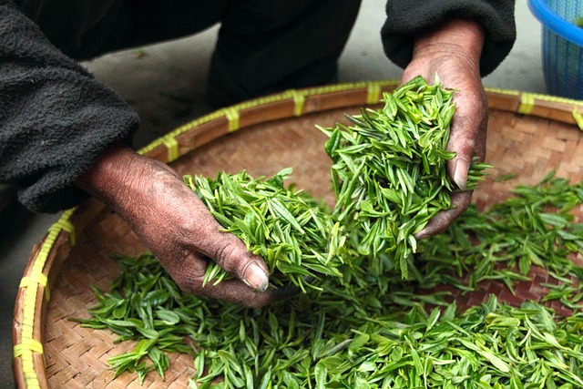 hojas de camellia sinensis unica planta de la que se obtiene el te