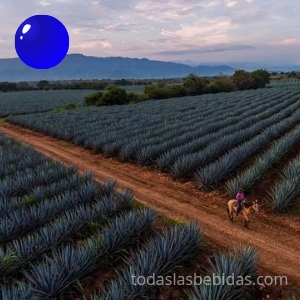 agaves azules
