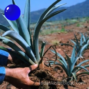 agave azul
